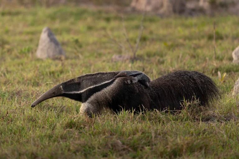 leguidesafari-bresil-pantanal-wildlife-10
