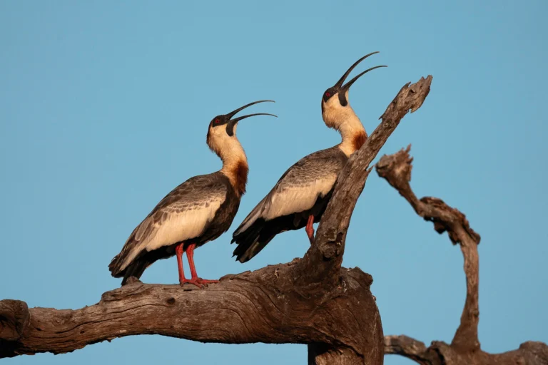 leguidesafari-bresil-pantanal-wildlife-11