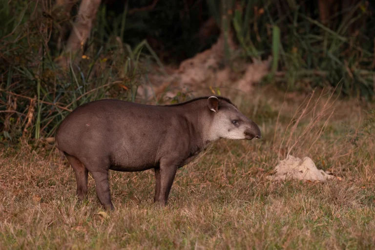 leguidesafari-bresil-pantanal-wildlife-13