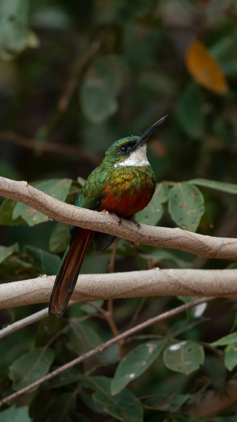 leguidesafari-bresil-pantanal-wildlife-27