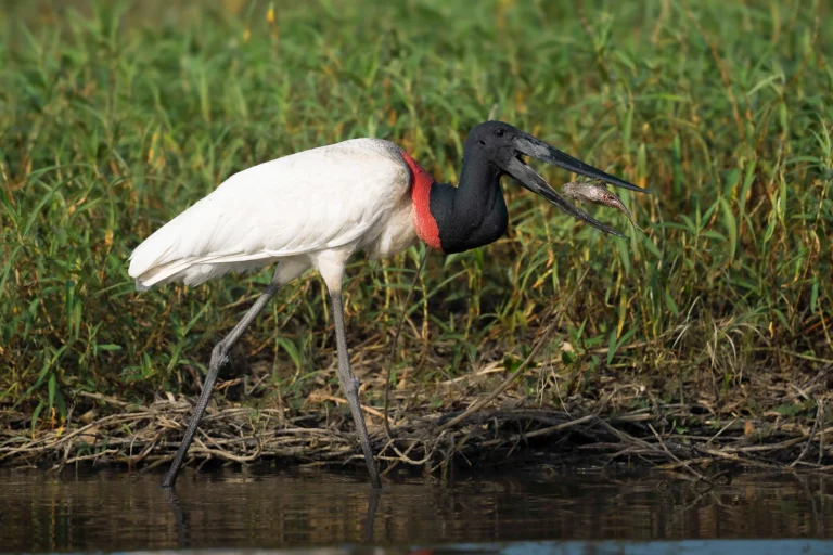 leguidesafari-bresil-pantanal-wildlife-30