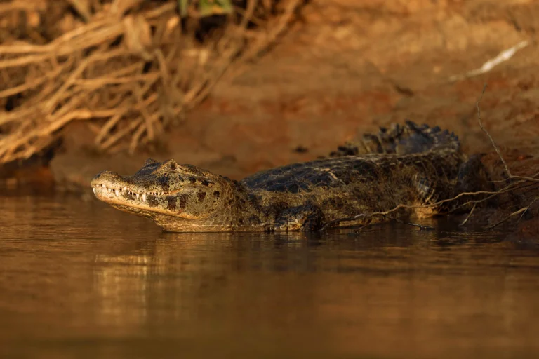 leguidesafari-bresil-pantanal-wildlife-31