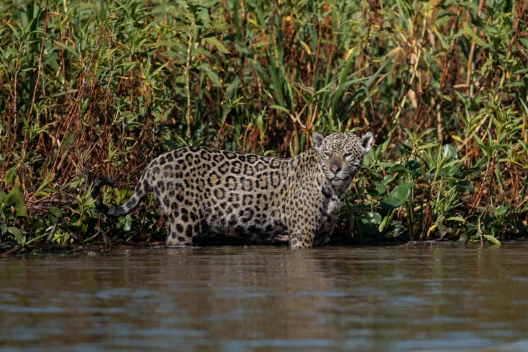 leguidesafari-bresil-pantanal-wildlife-39