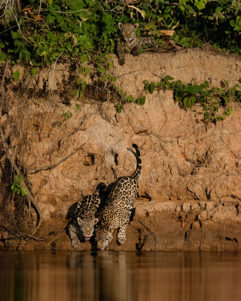 leguidesafari-bresil-pantanal-wildlife-5