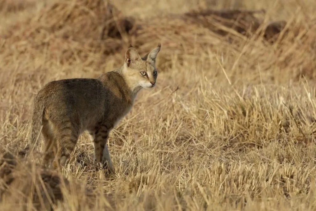 leguidesafari-inde-jawai-wildlife-1