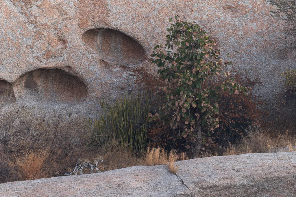 leguidesafari-inde-jawai-wildlife-2
