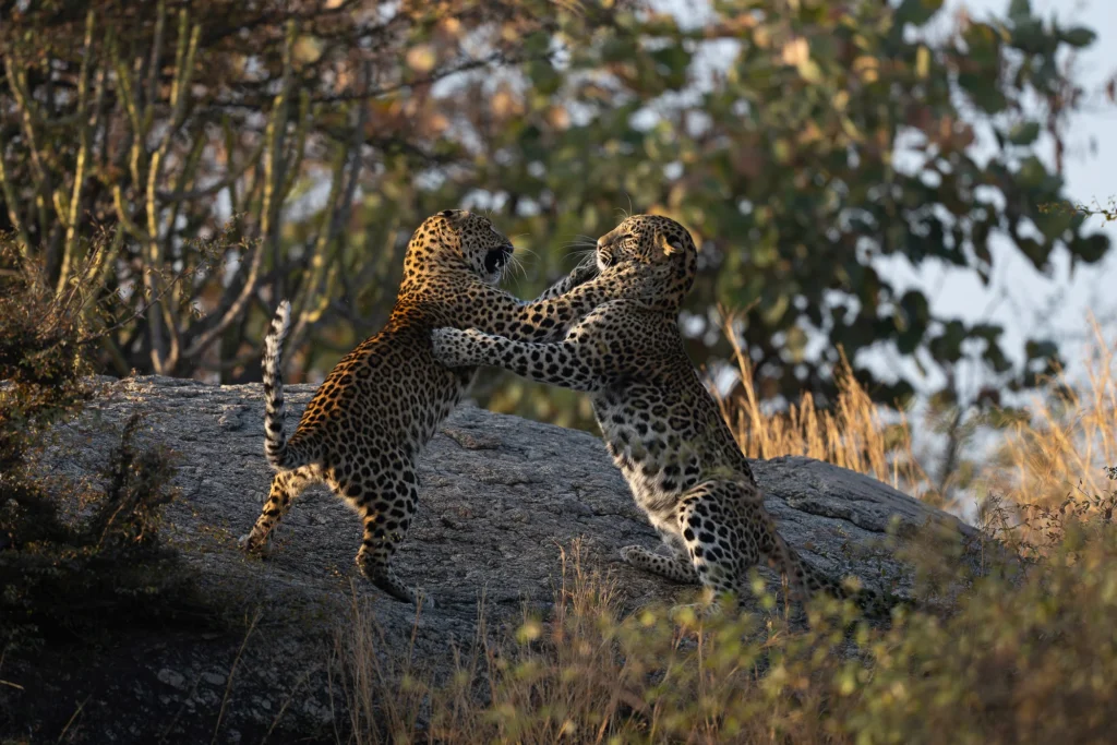 leguidesafari-inde-jawai-wildlife-3