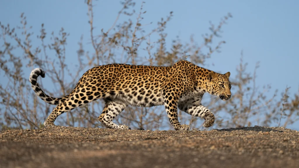 leguidesafari-inde-jawai-wildlife-4