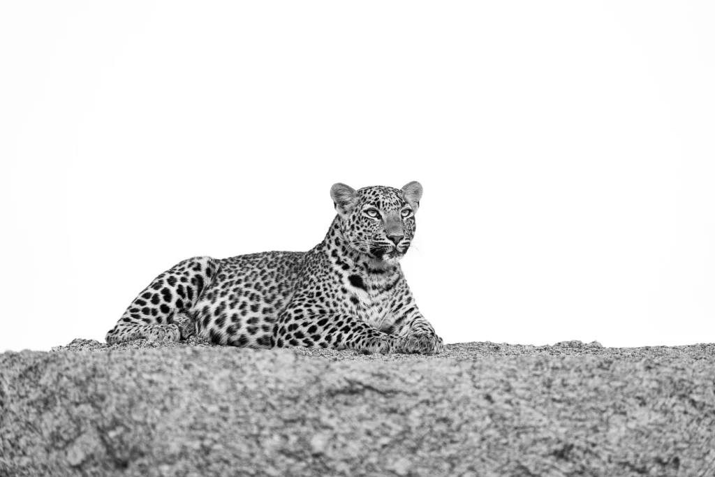 leguidesafari-inde-jawai-wildlife-5