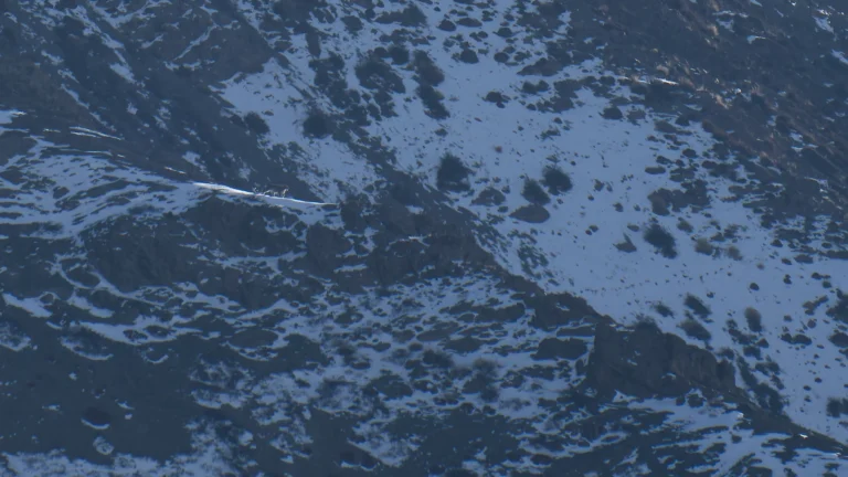 leguidesafari-inde-ladakh-wildlife-2