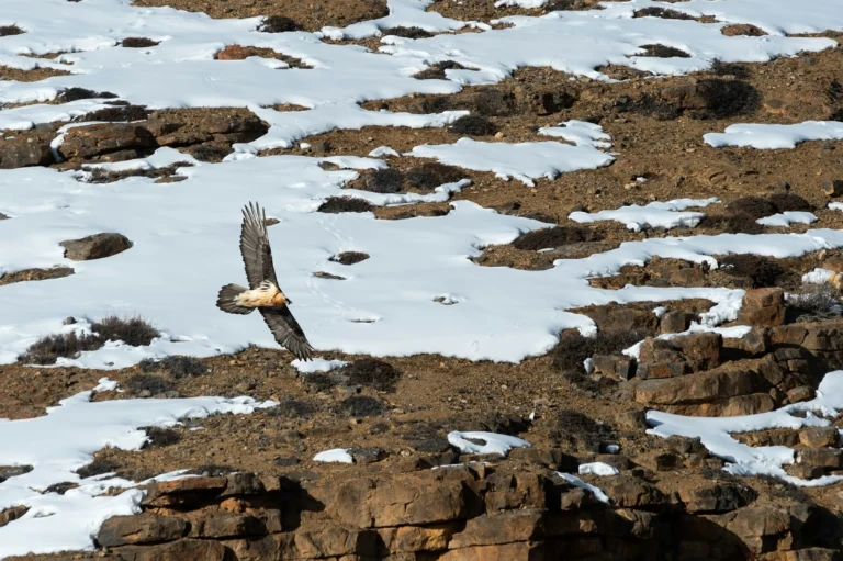 credits: Manohar Reddy