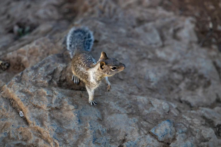 credits: Royce Fonseca