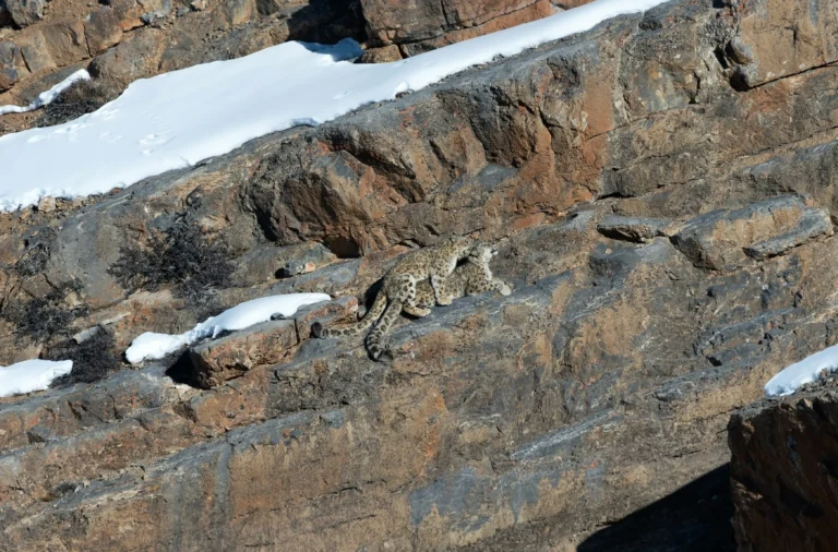 credits: Manohar Reddy