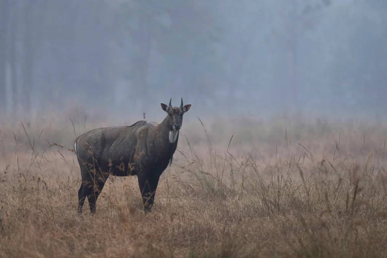 antilope indienne