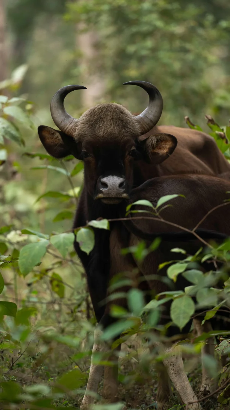 buffle des forêts