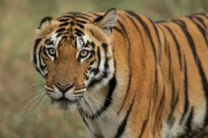 leguidesafari inde satpura wildlife 18