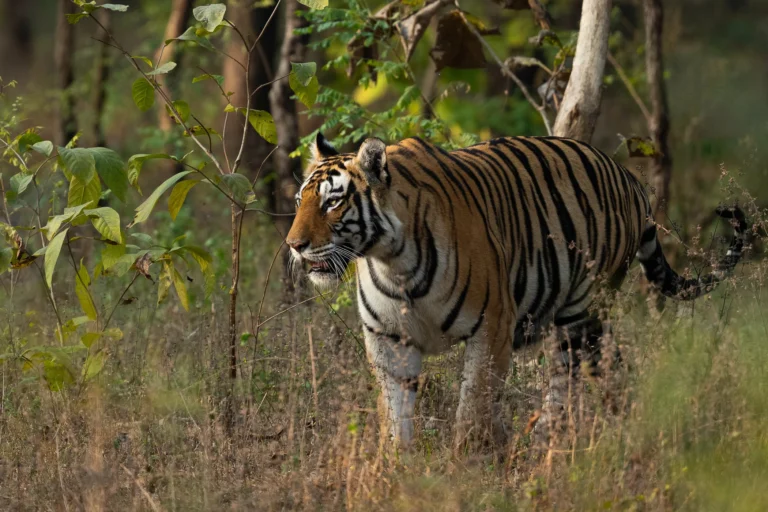 Tigre au milieu de la forêt