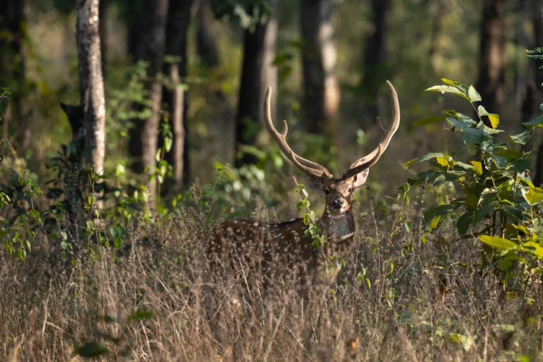 antilope indienne