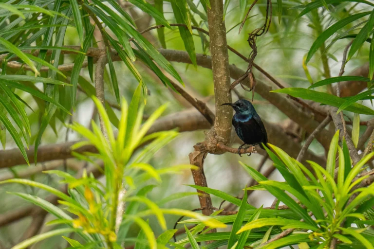 oiseau tropical