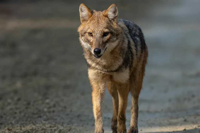 loup