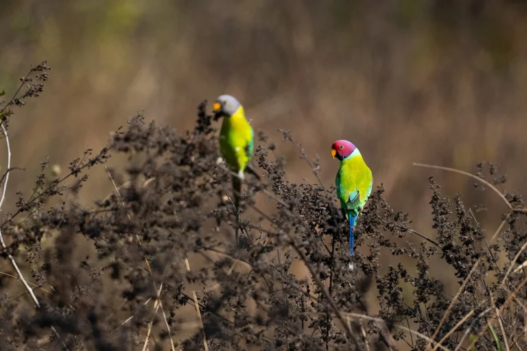 Oiseaux au coeur de Saptura