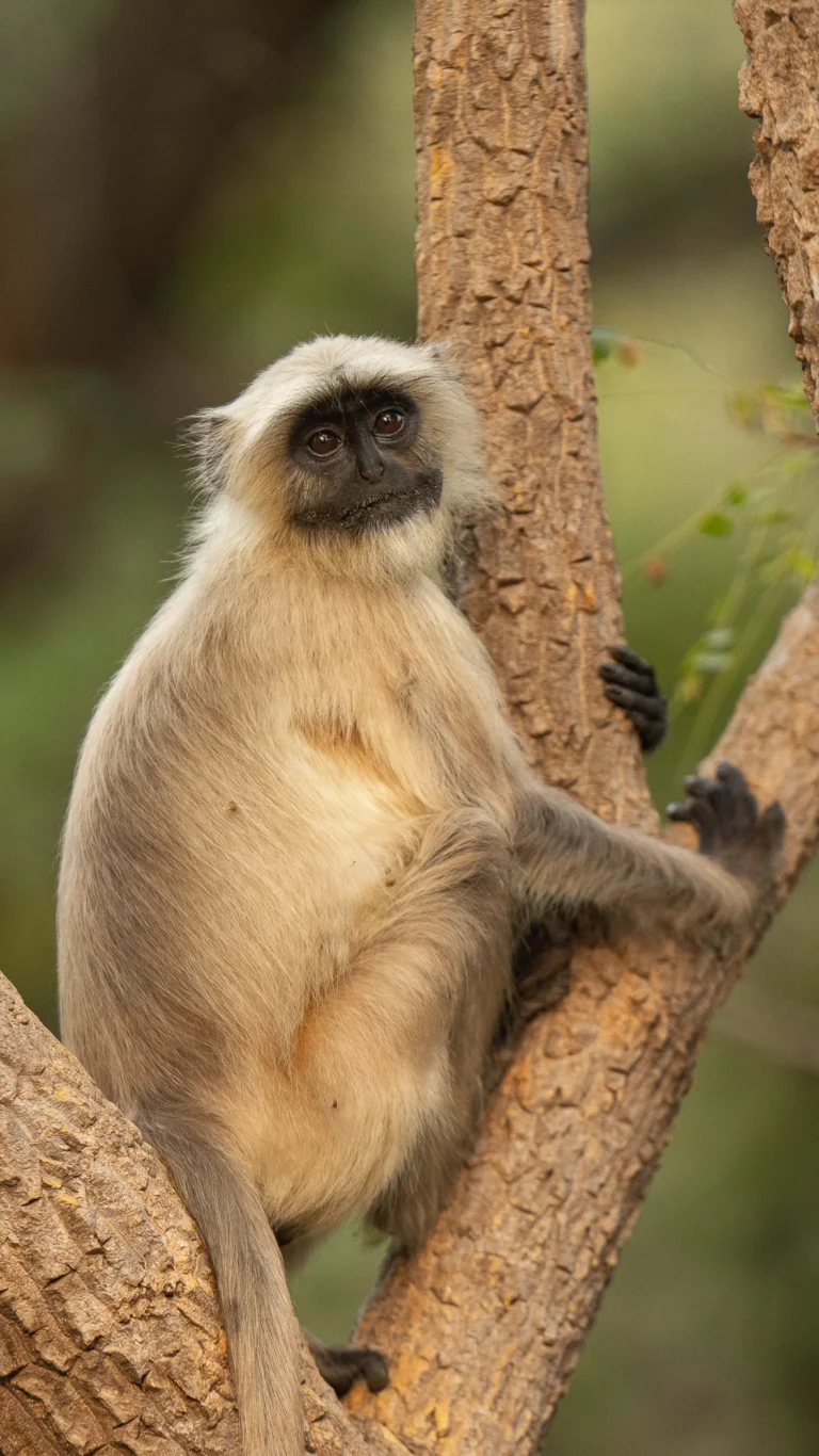 singe