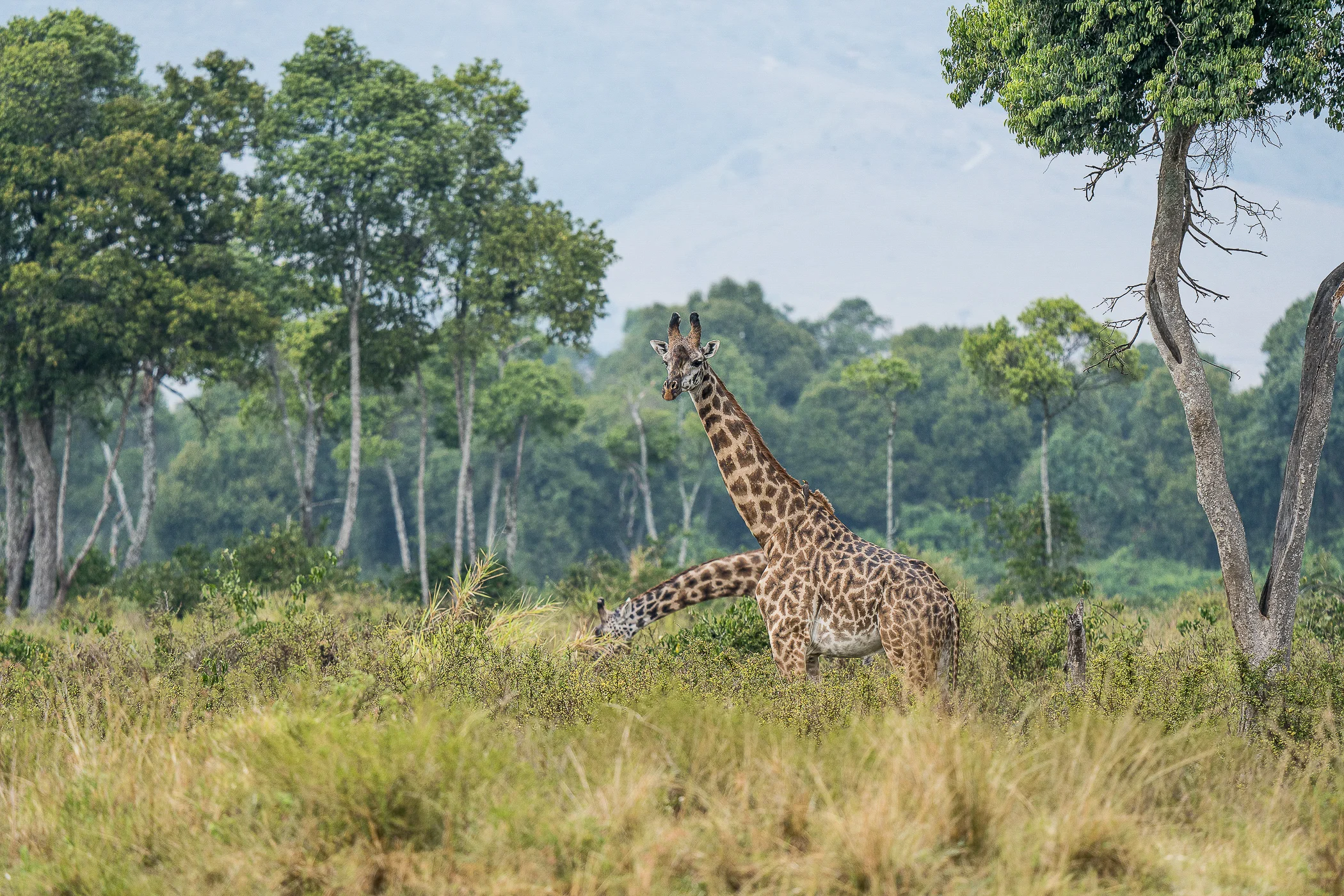 leguidesafari-kenya-amboseli-wildlife-12