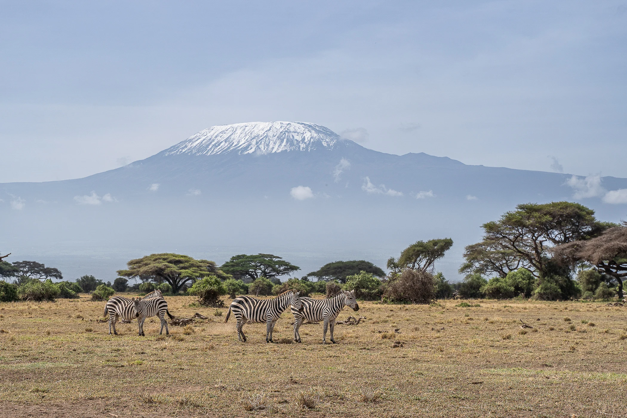 leguidesafari-kenya-amboseli-wildlife-18