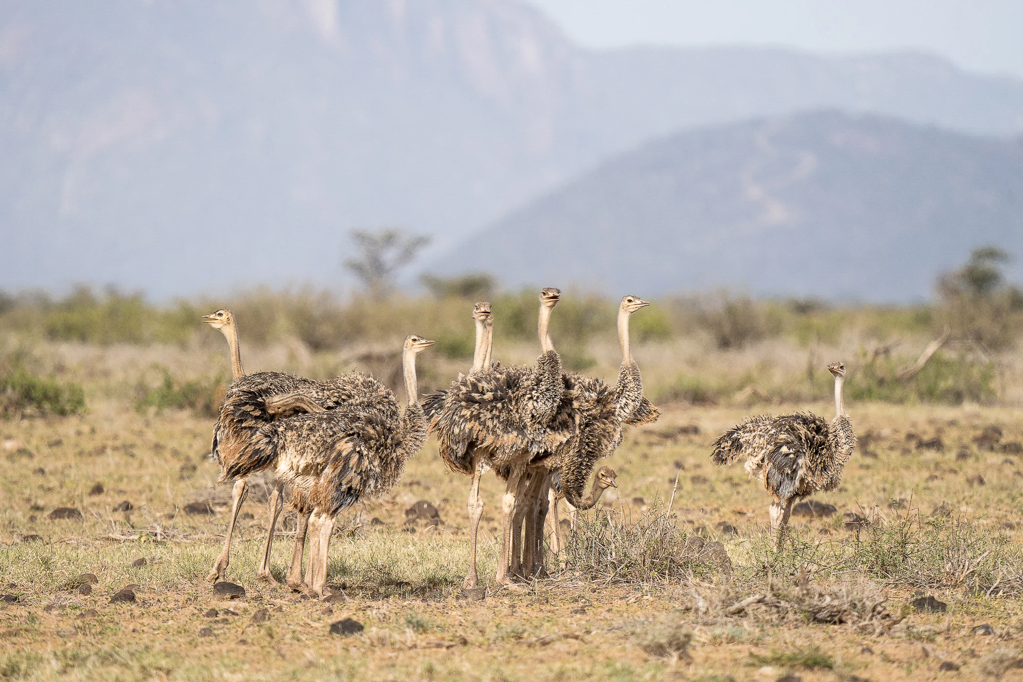 leguidesafari-kenya-amboseli-wildlife-19