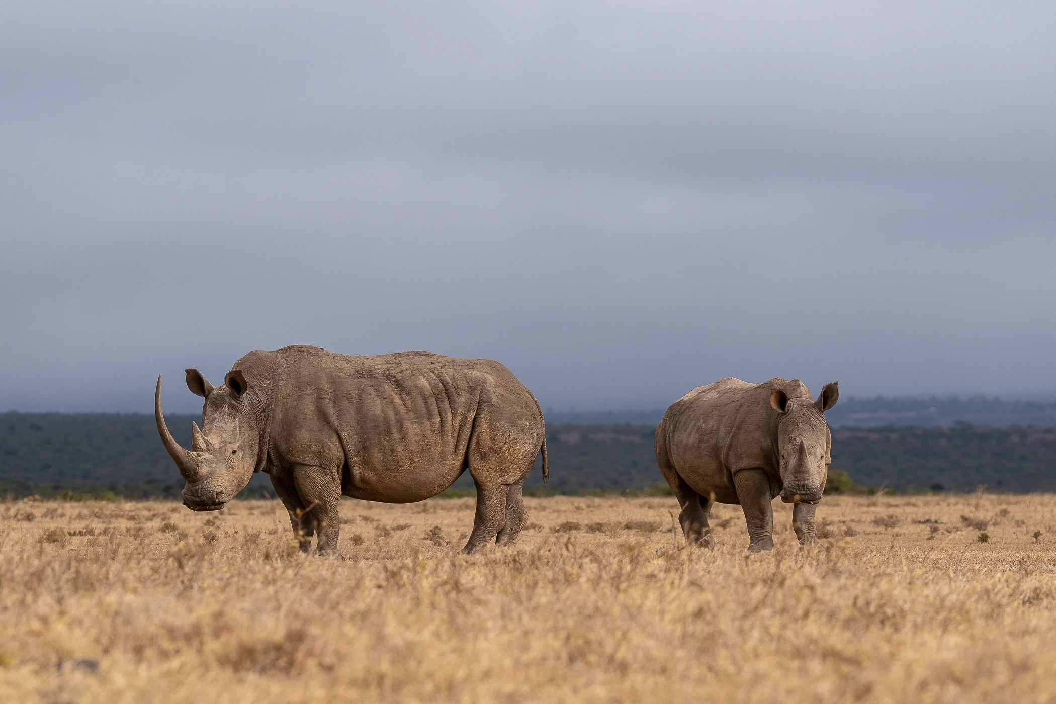 leguidesafari-kenya-amboseli-wildlife-21
