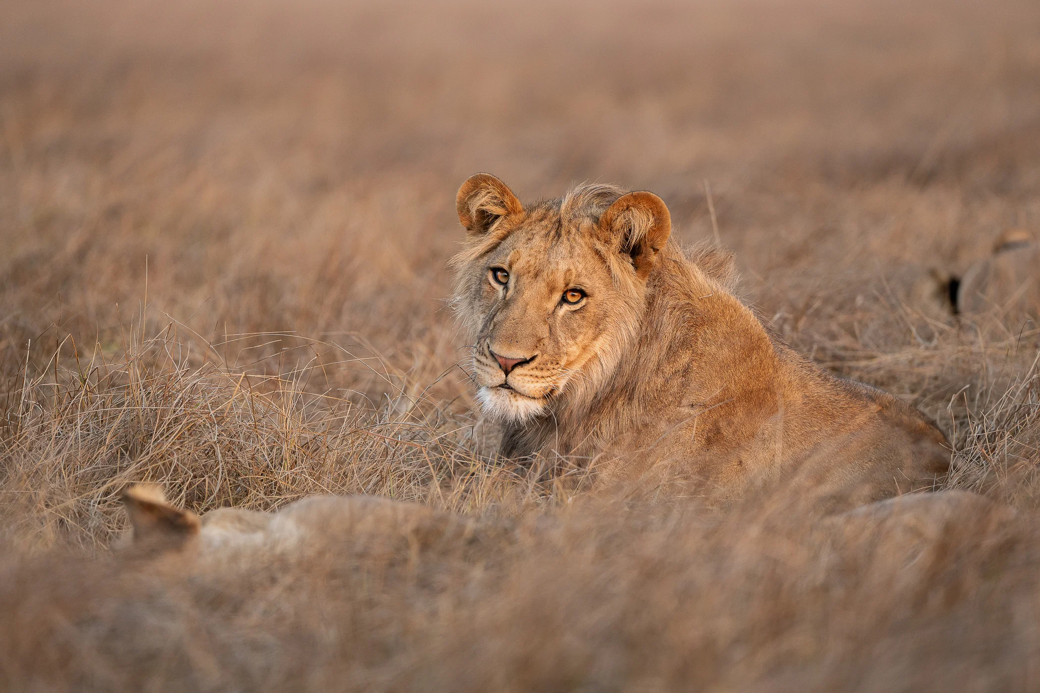 leguidesafari-kenya-amboseli-wildlife-31