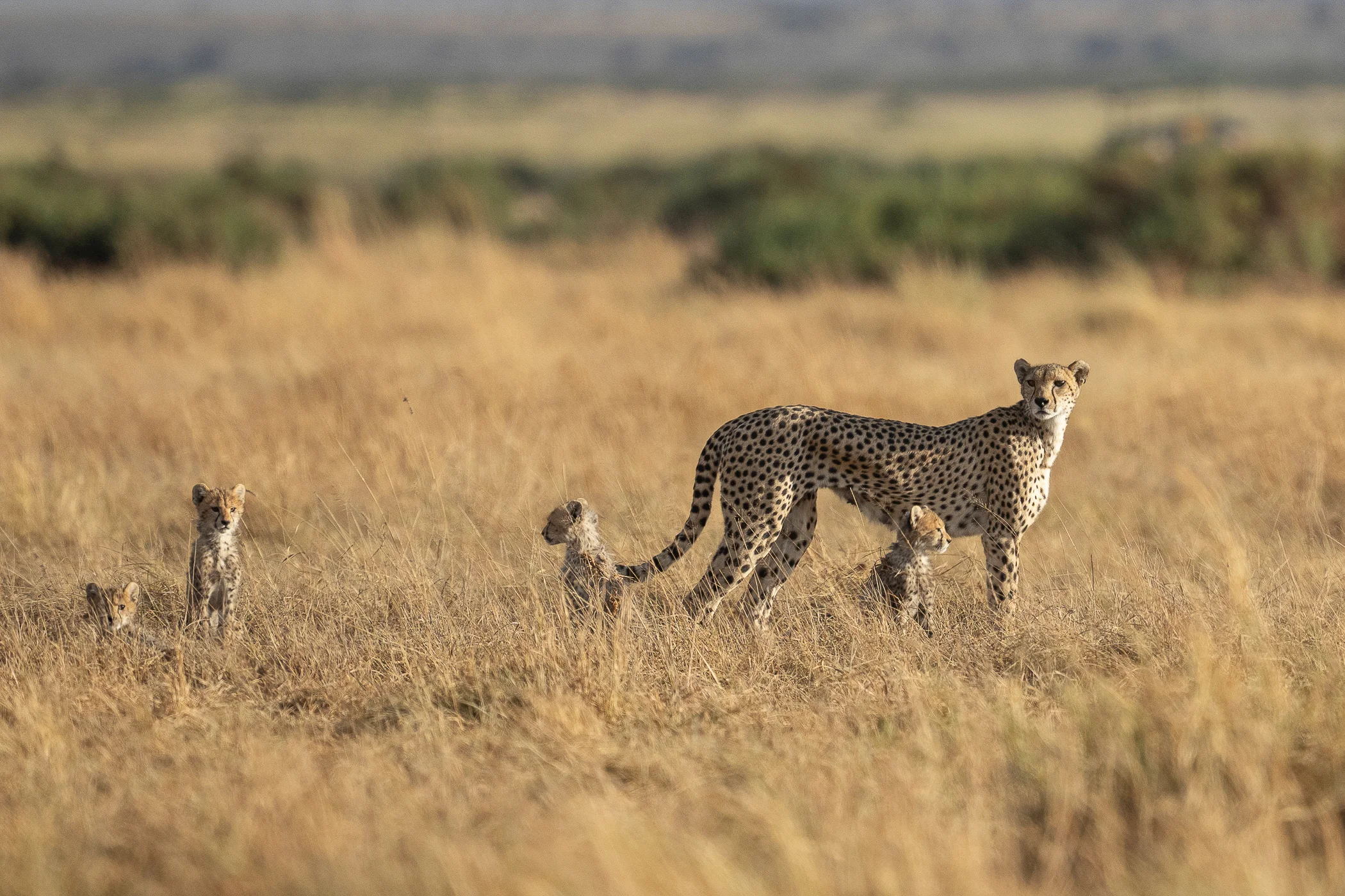 leguidesafari-kenya-amboseli-wildlife-38