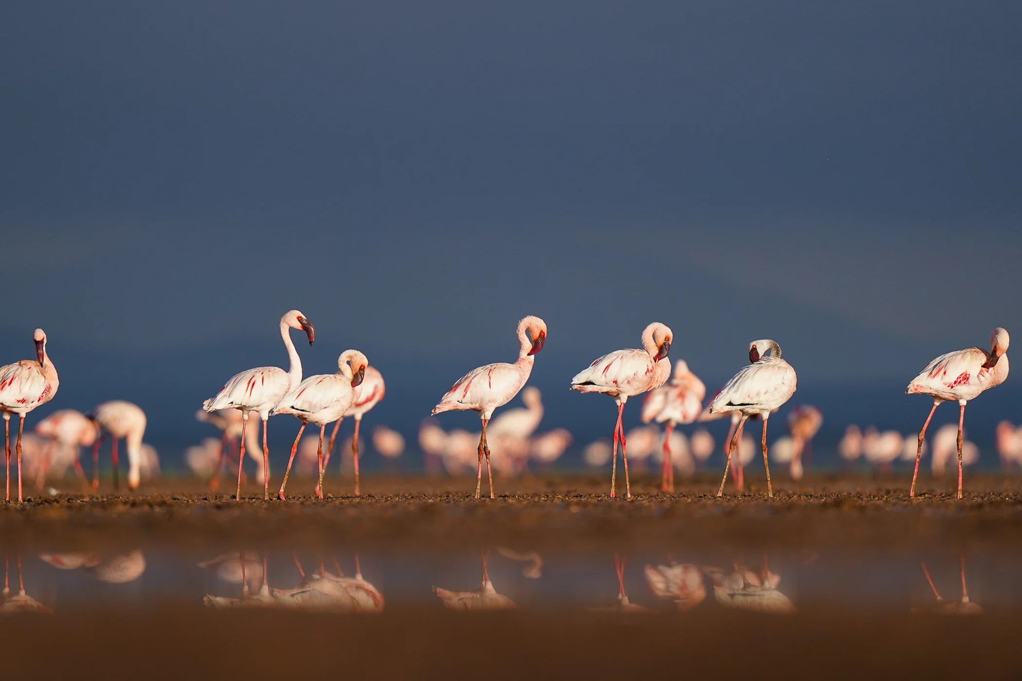 leguidesafari-kenya-amboseli-wildlife-6