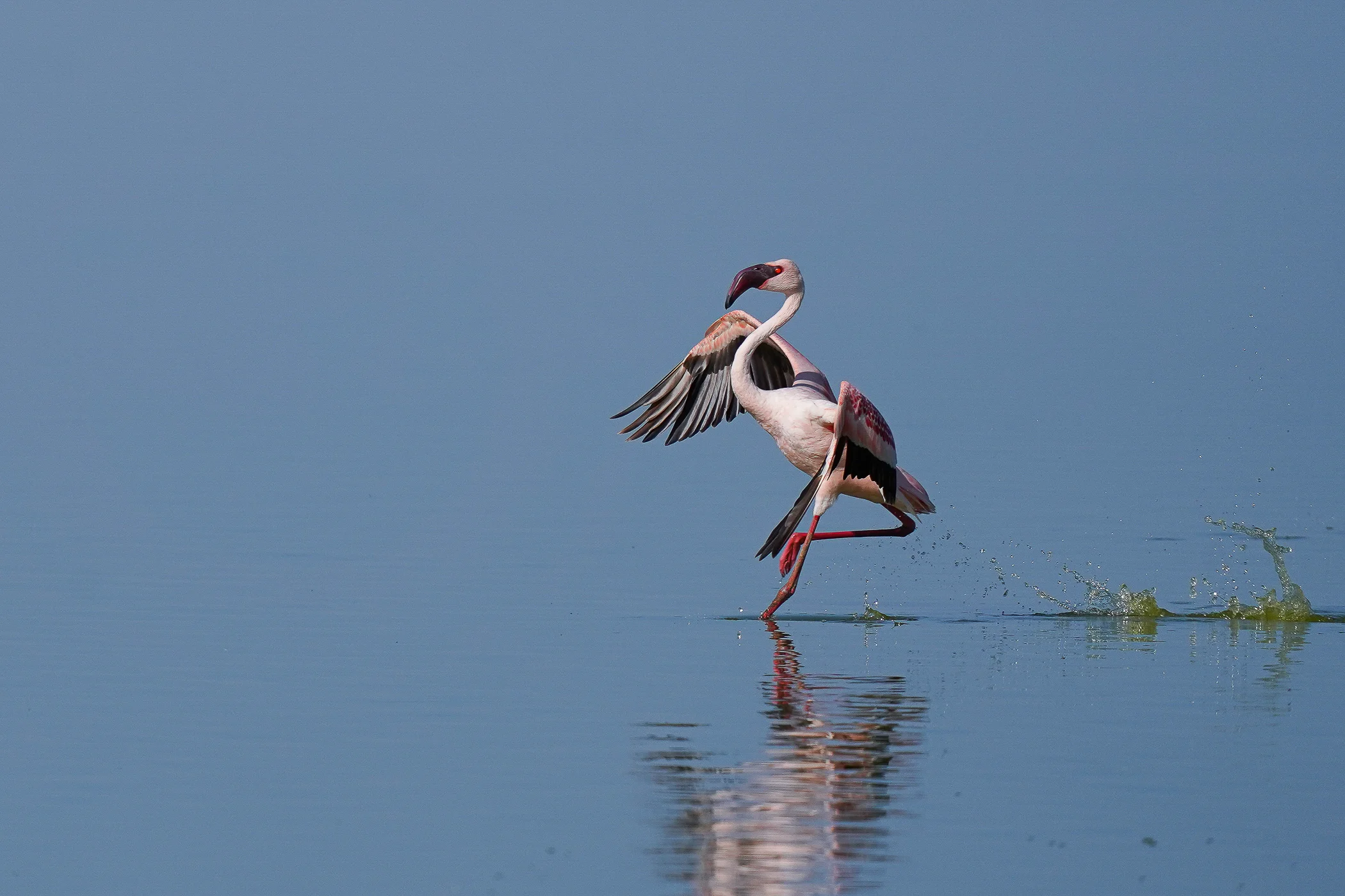 leguidesafari-kenya-amboseli-wildlife-8
