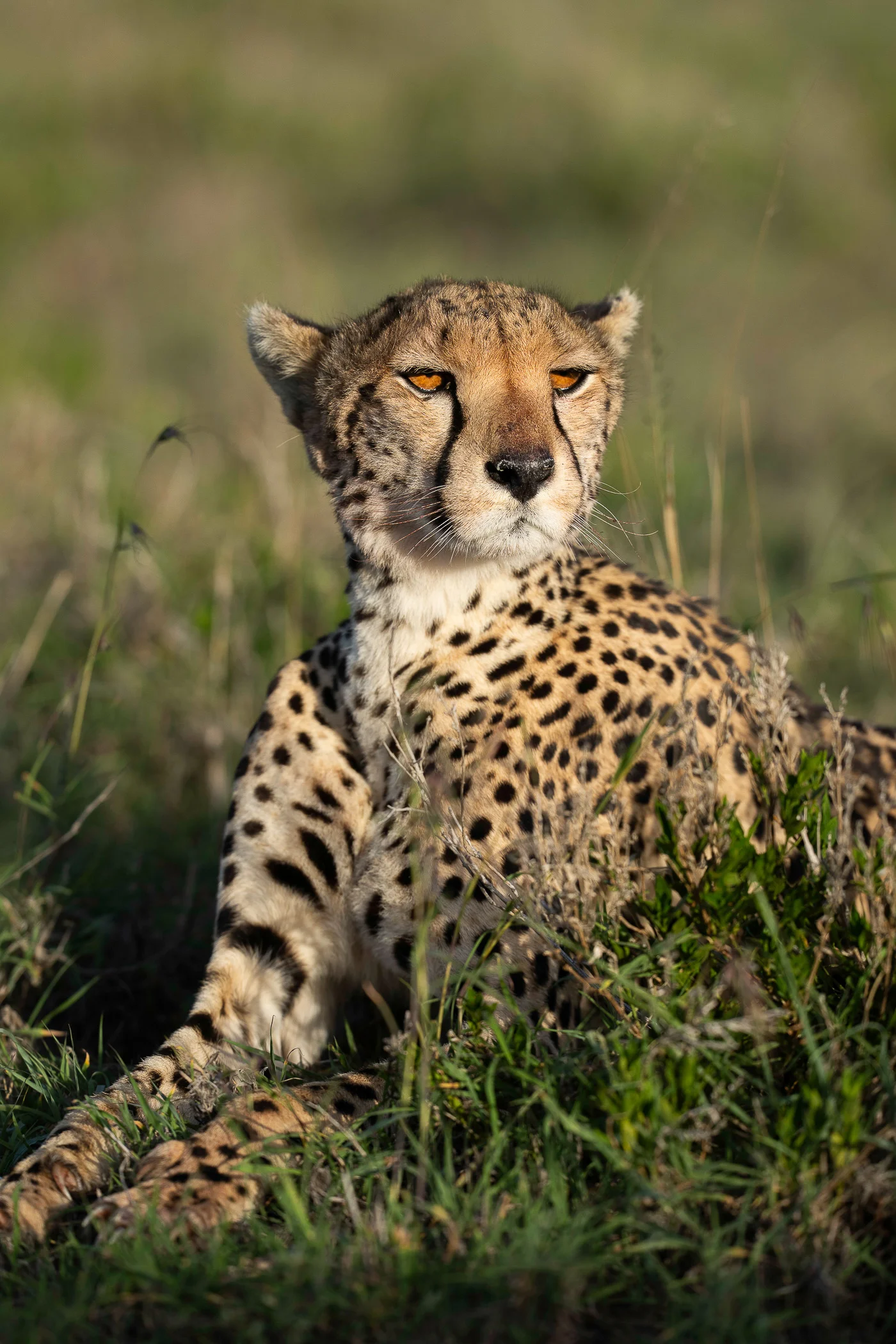 leguidesafari-tanzanie-serengeti-wildlife-14