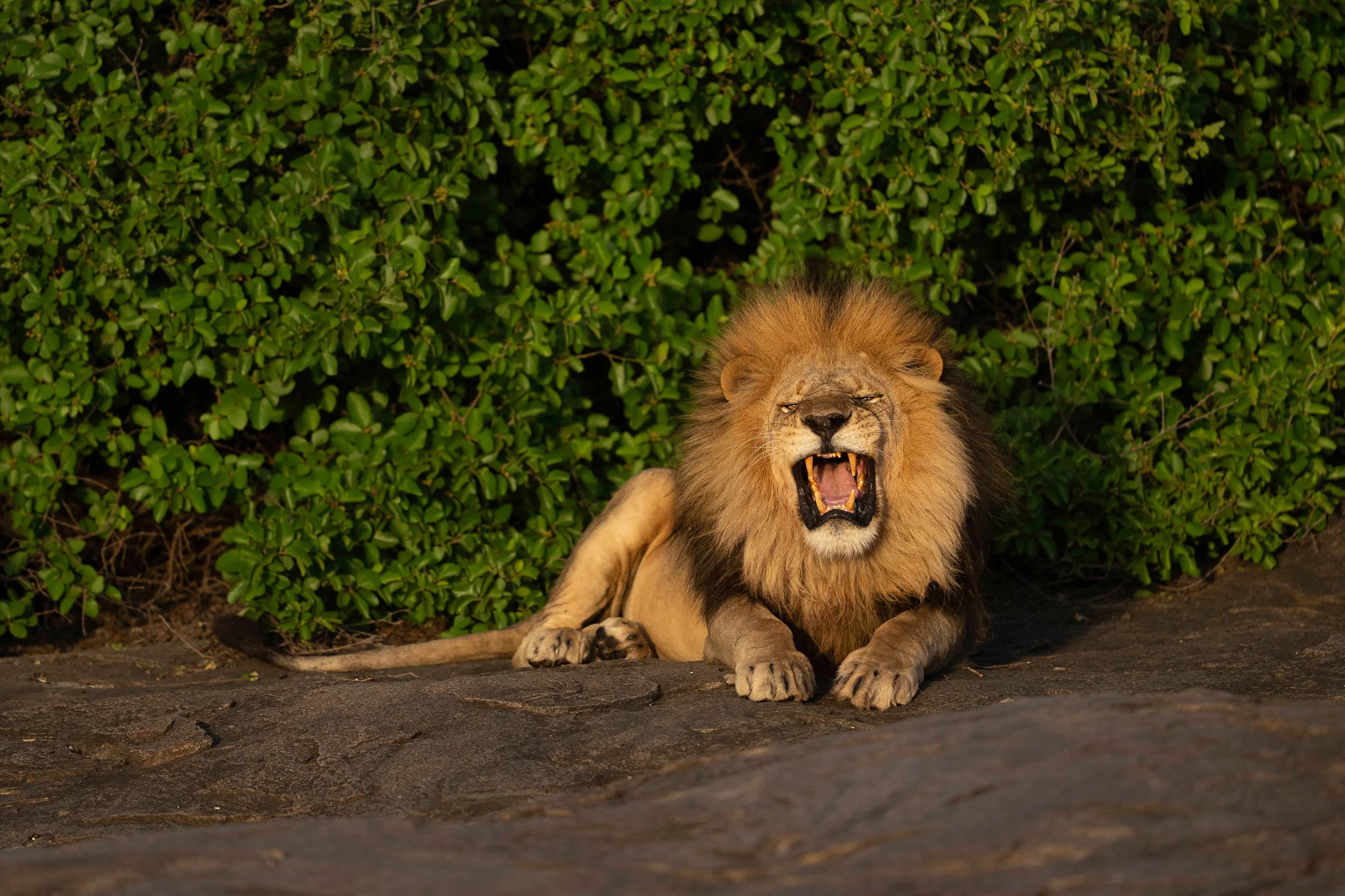 leguidesafari-tanzanie-serengeti-wildlife-16