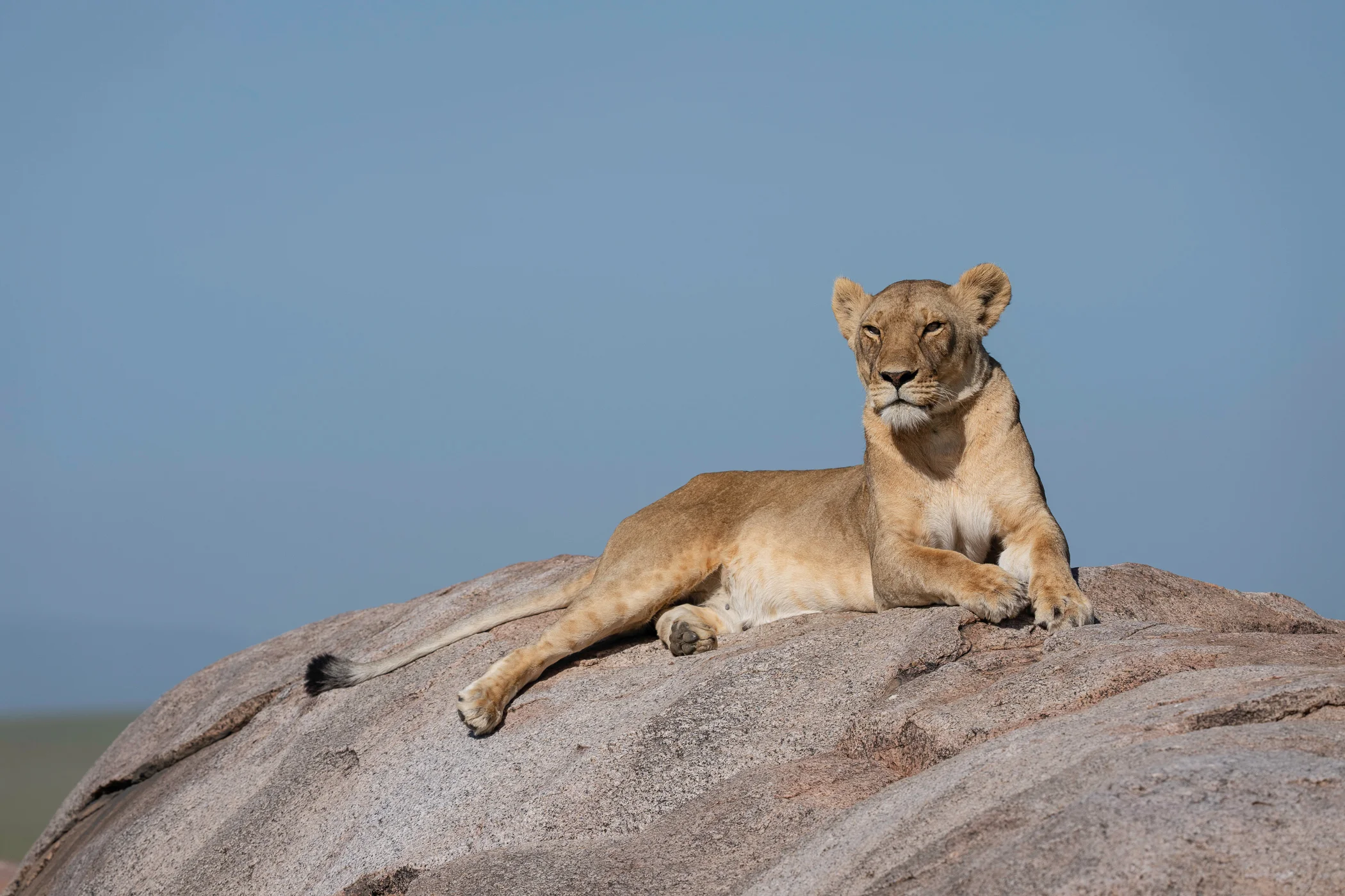 leguidesafari-tanzanie-serengeti-wildlife-20