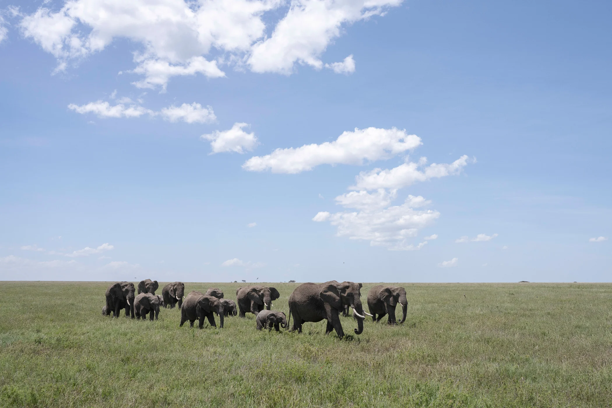 leguidesafari-tanzanie-serengeti-wildlife-25