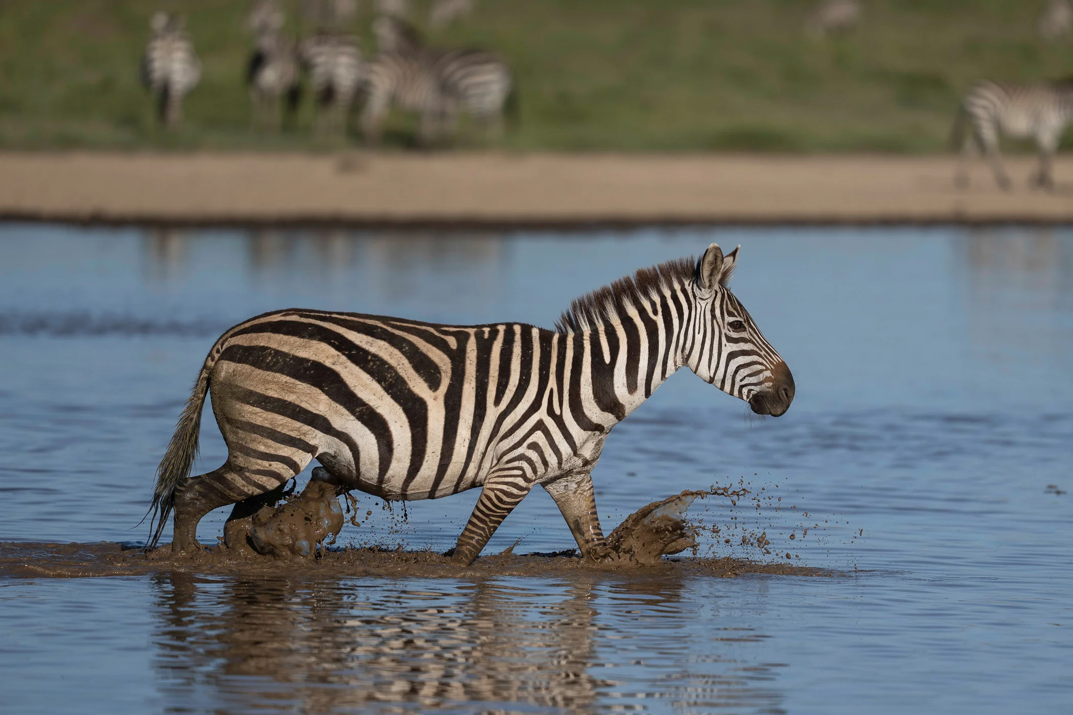 leguidesafari-tanzanie-serengeti-wildlife-27