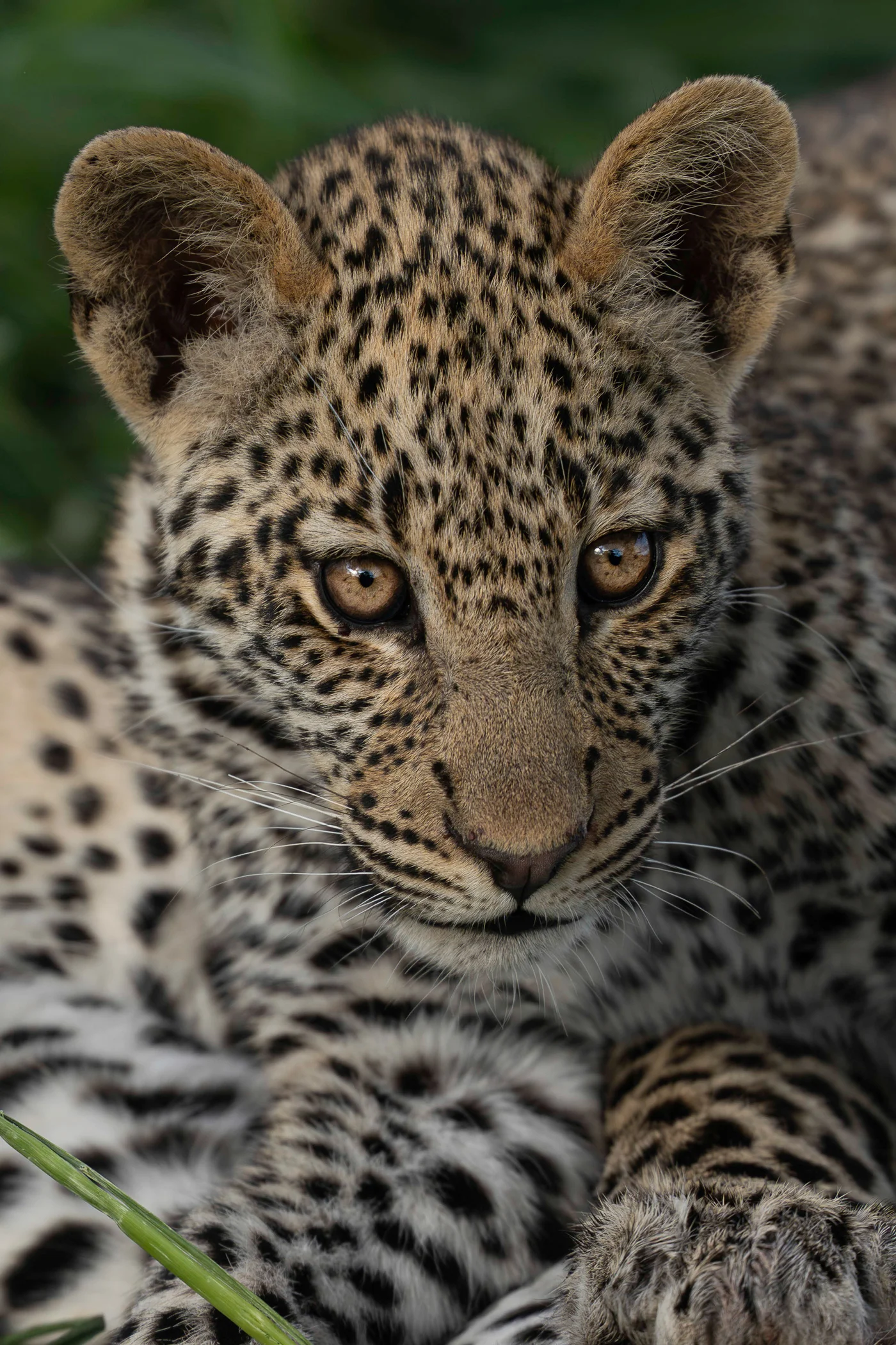 leguidesafari-tanzanie-serengeti-wildlife-38