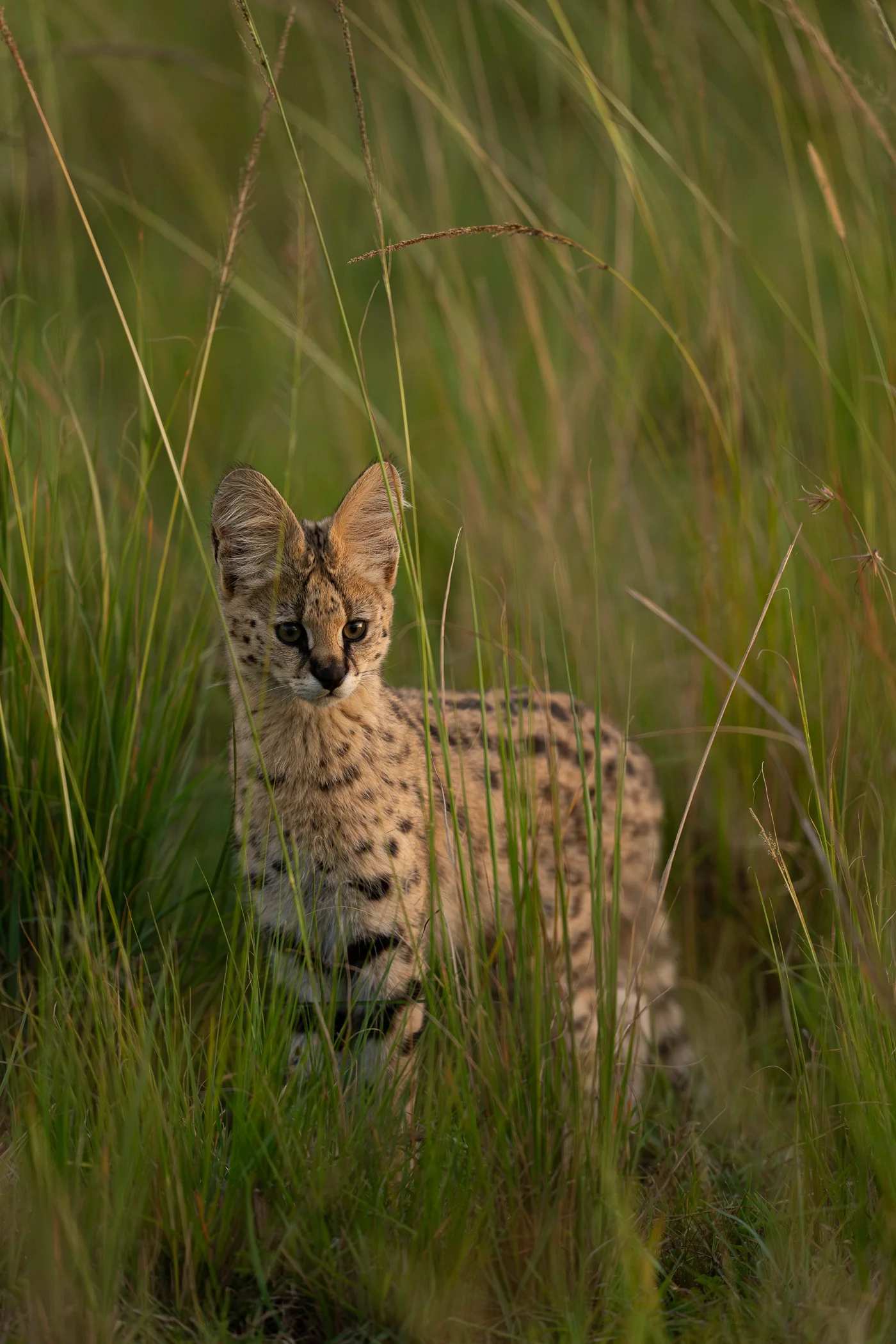 leguidesafari-tanzanie-serengeti-wildlife-9